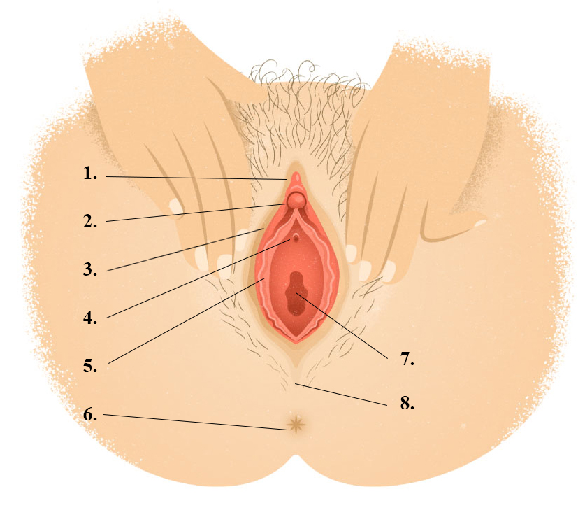 vulva-anatomie-anatomische-zeichnung-weibliches-geschlecht-geschlechtsorgane